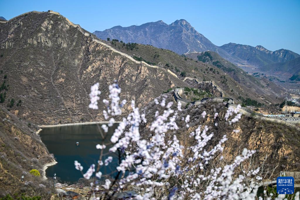 黄花城水长城:山花烂漫 春意正浓