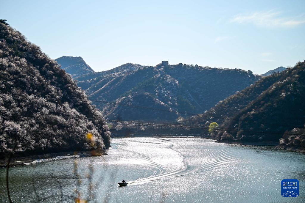 黄花城水长城:山花烂漫 春意正浓