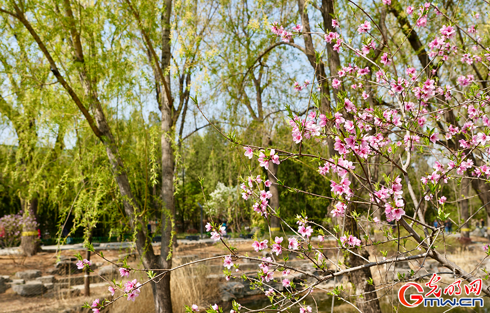 【网络中国节】清明时节 踏青赏花正当时 【网络中国节】清明时节 踏青赏花正当时