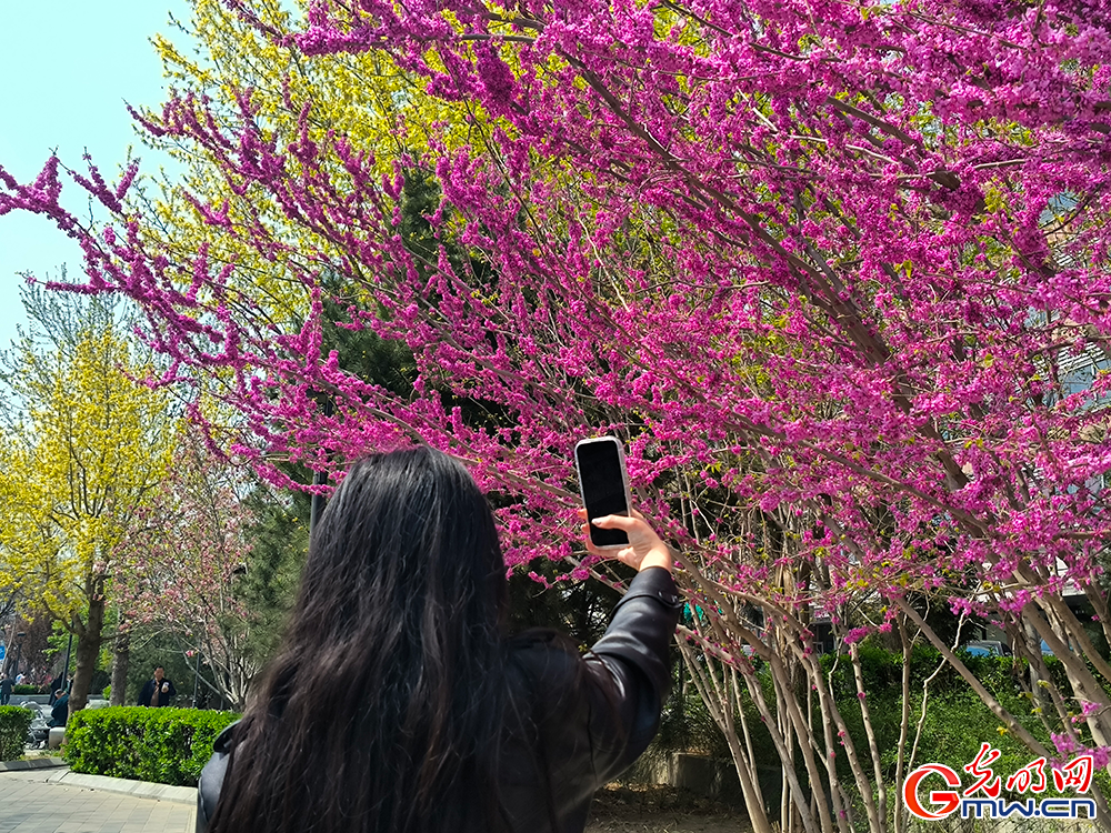 【网络中国节】清明时节 踏青赏花正当时 【网络中国节】清明时节 踏青赏花正当时