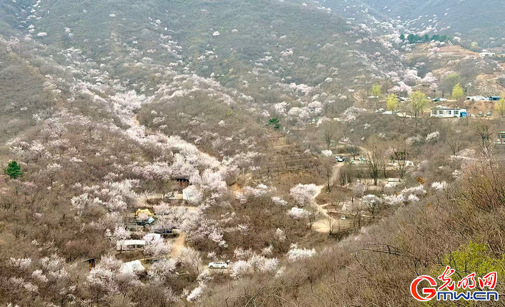 【网络中国节】清明时节 踏青赏花正当时 【网络中国节】清明时节 踏青赏花正当时