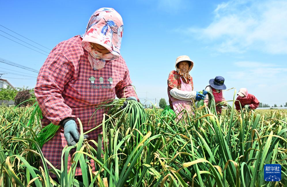 山东平度:蒜薹产销平稳 采收接近尾声