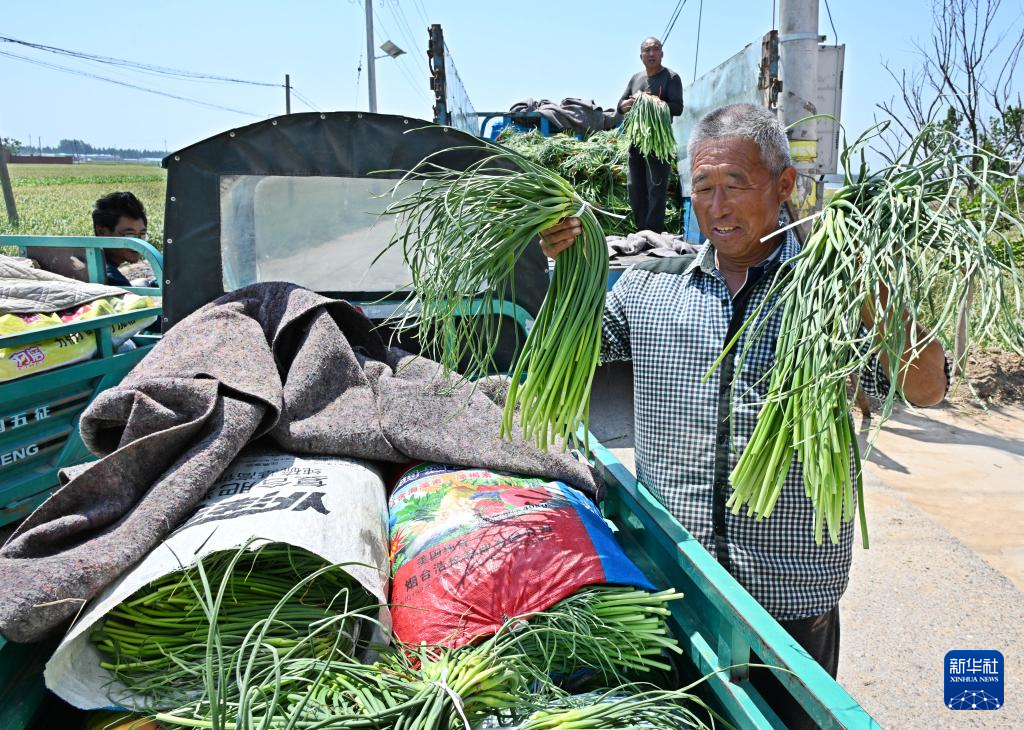 山东平度:蒜薹产销平稳 采收接近尾声