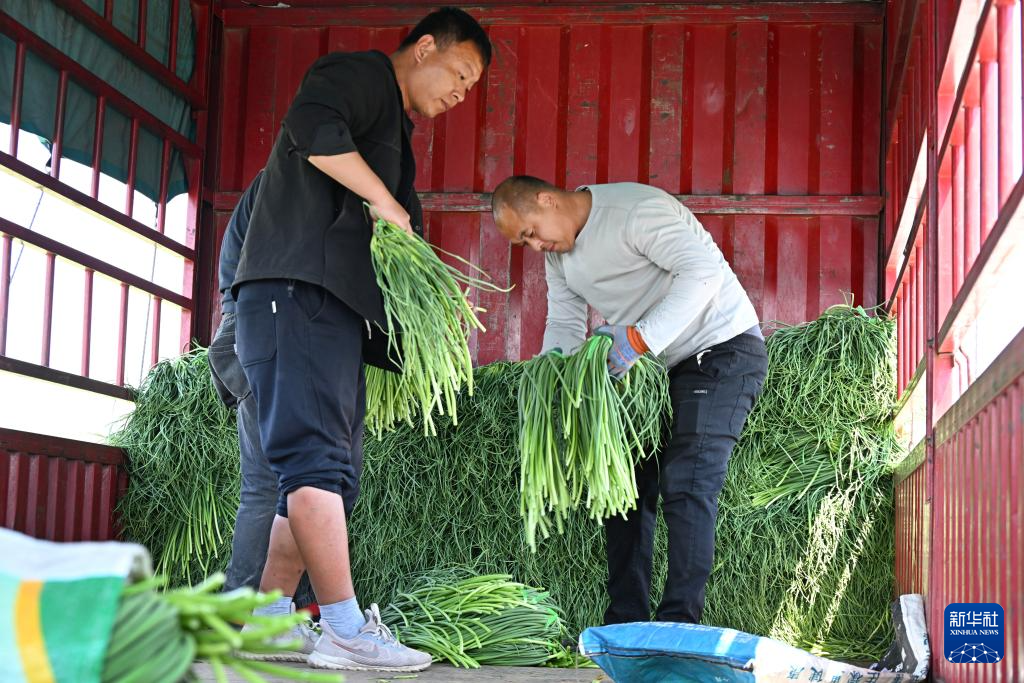 山东平度:蒜薹产销平稳 采收接近尾声