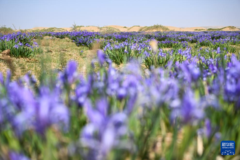 库布其沙漠初夏即景