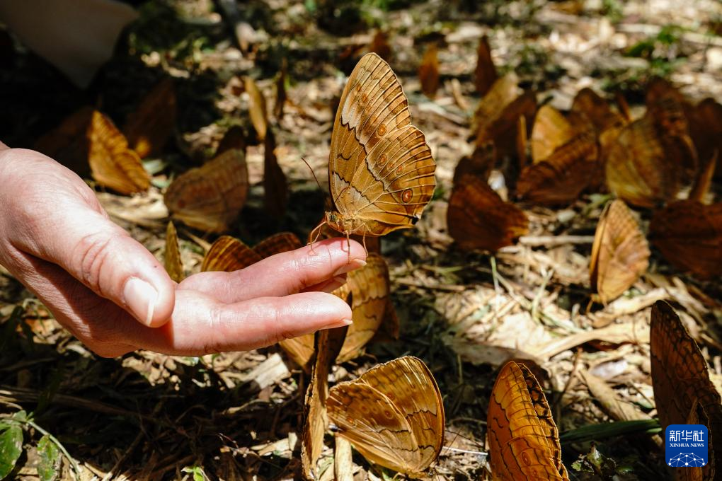 生态奇观:云南金平现“蝶瀑”景象