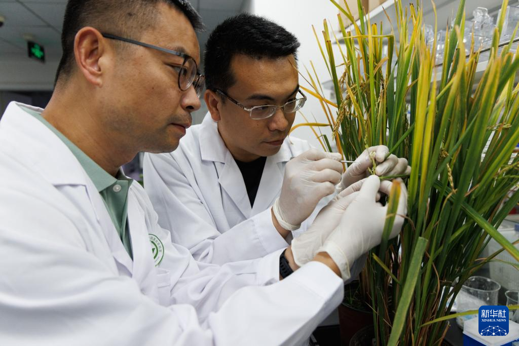 我国科学家破解农作物花期按需抗冷机制