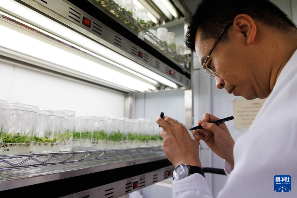 我国科学家破解农作物花期按需抗冷机制