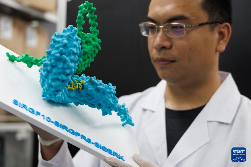 我国科学家破解农作物花期按需抗冷机制