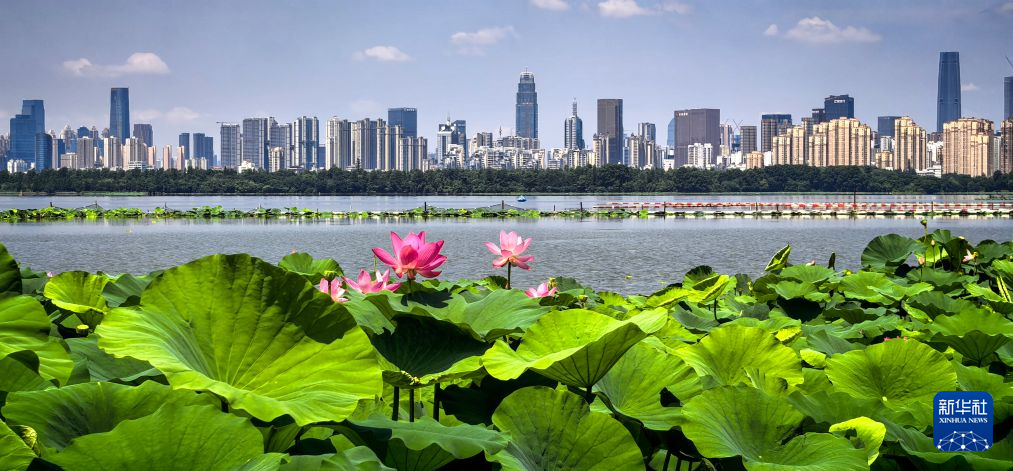 美丽中国丨荷风十里东湖夏 碧水长天入画来