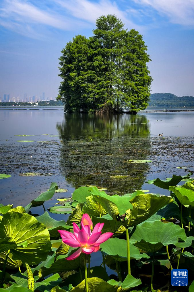 美丽中国丨荷风十里东湖夏 碧水长天入画来