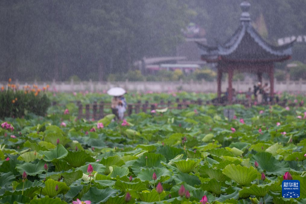 美丽中国丨荷风十里东湖夏 碧水长天入画来