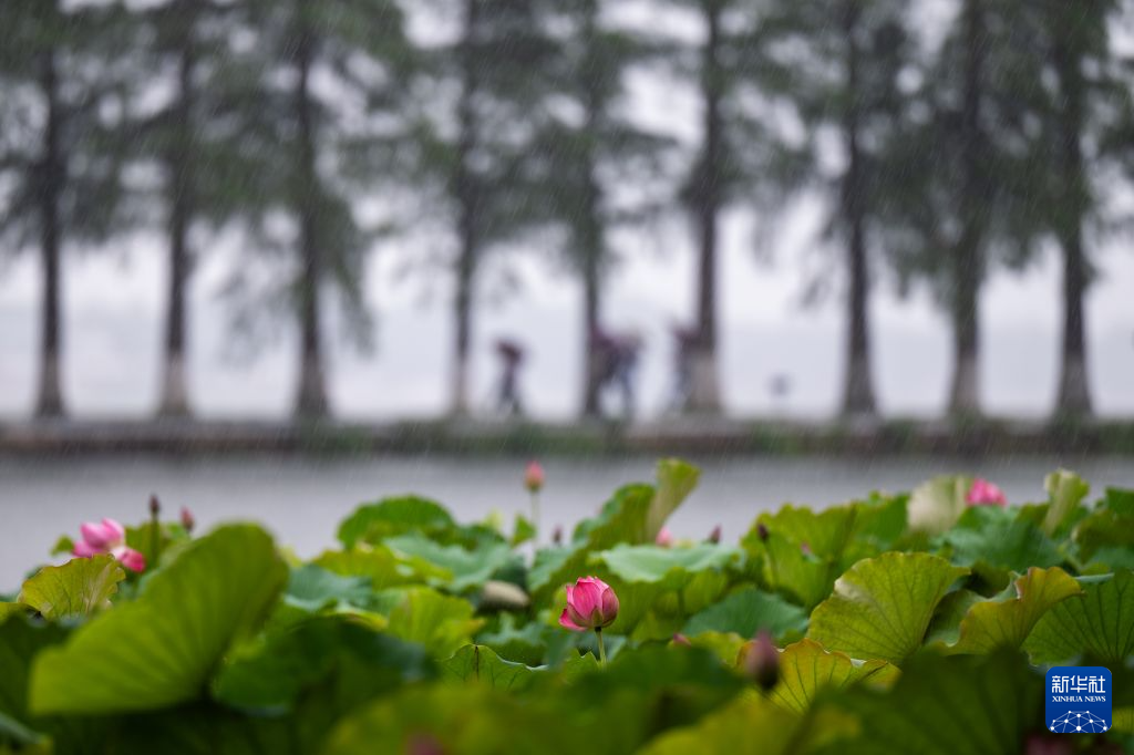 美丽中国丨荷风十里东湖夏 碧水长天入画来