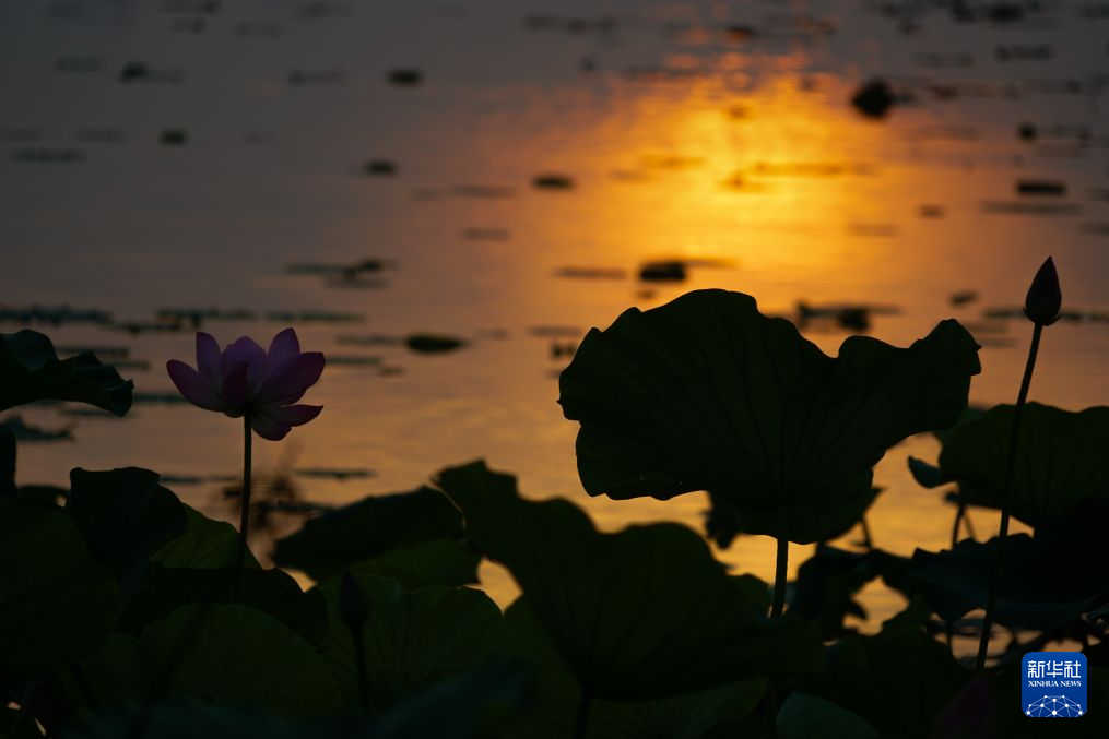 美丽中国丨荷风十里东湖夏 碧水长天入画来